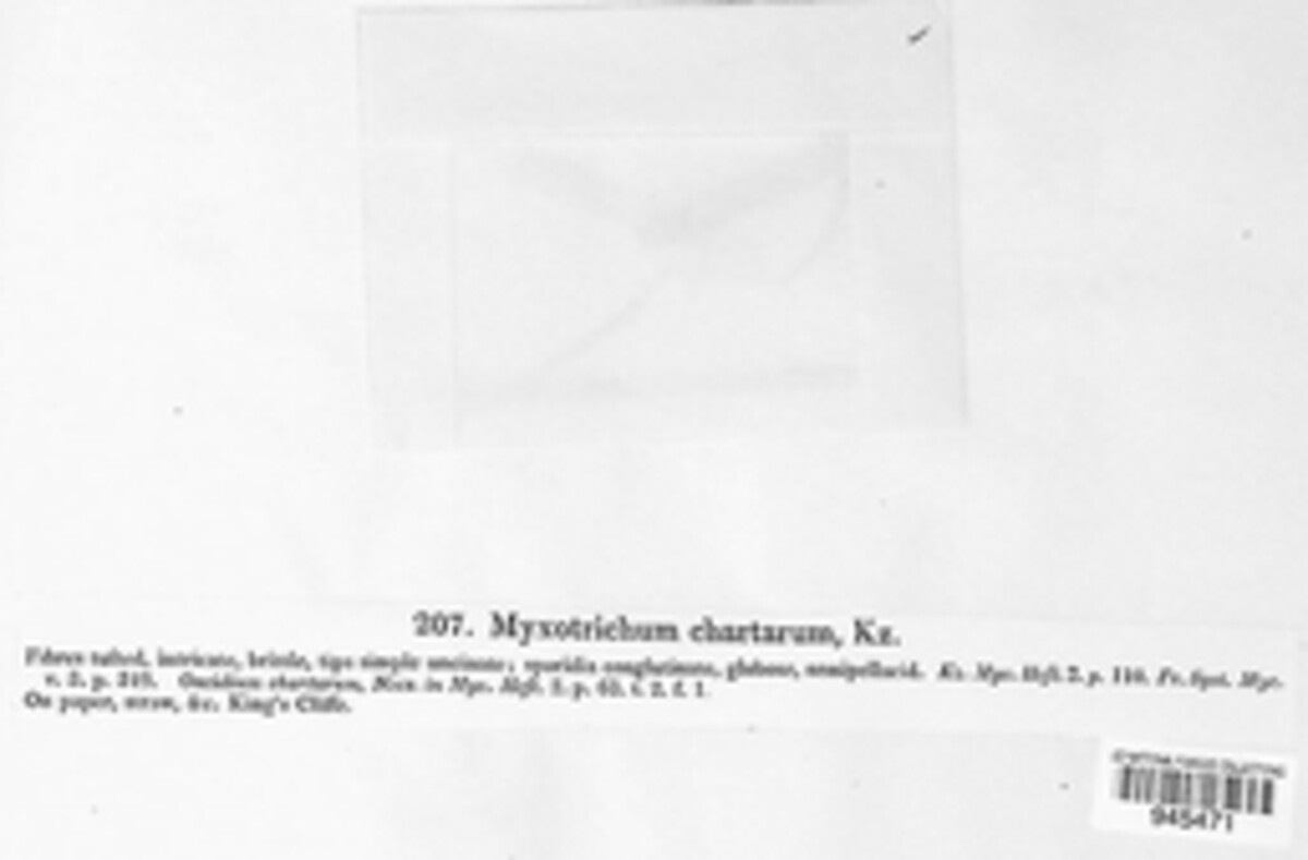 Myxotrichum image